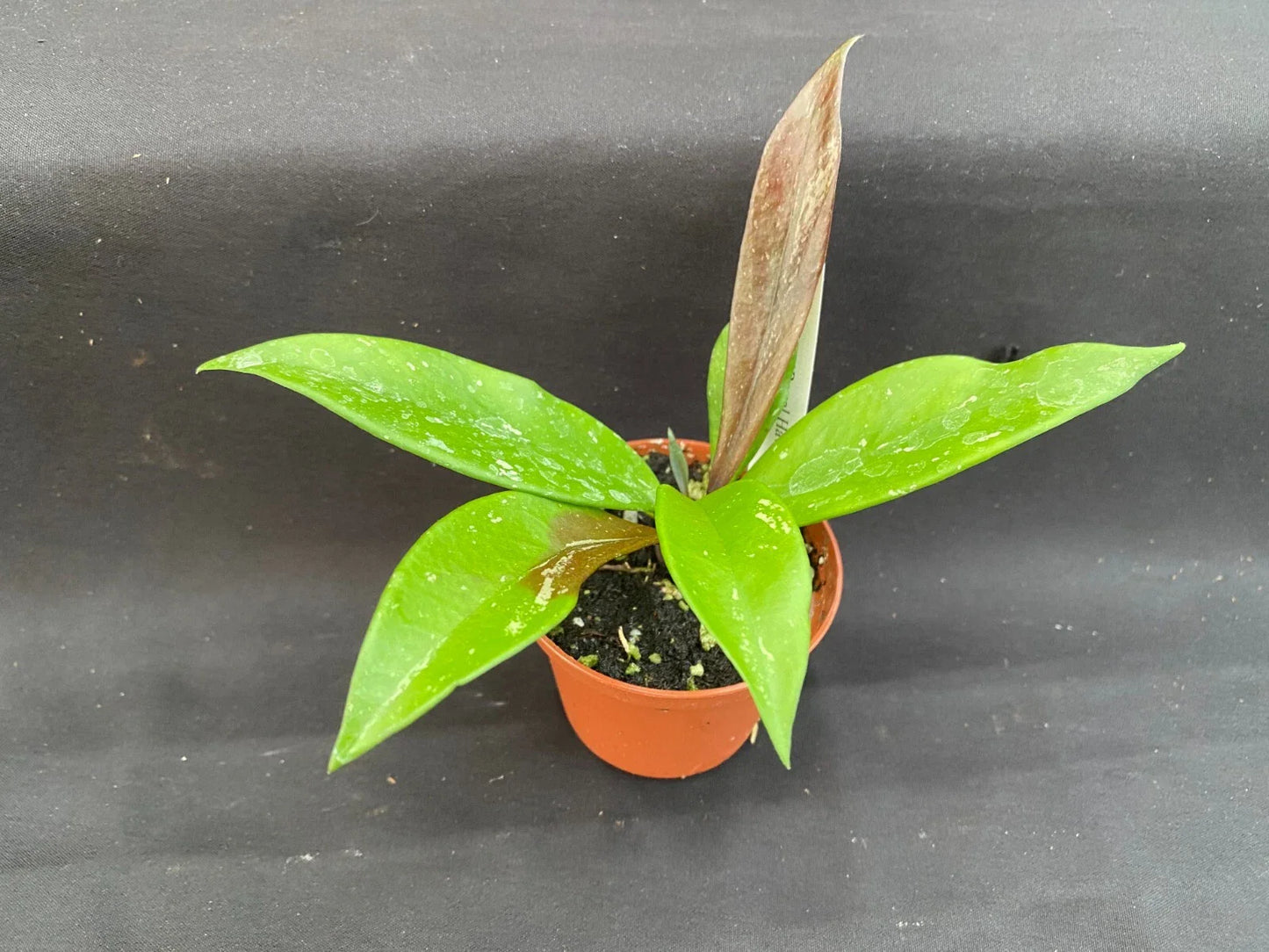 Hoya Plant 2.5" Pot Royal Hawaiian Purple Hoya pubicalyx Indoor Houseplant, Vining, Fragrant, Low-Maintenance