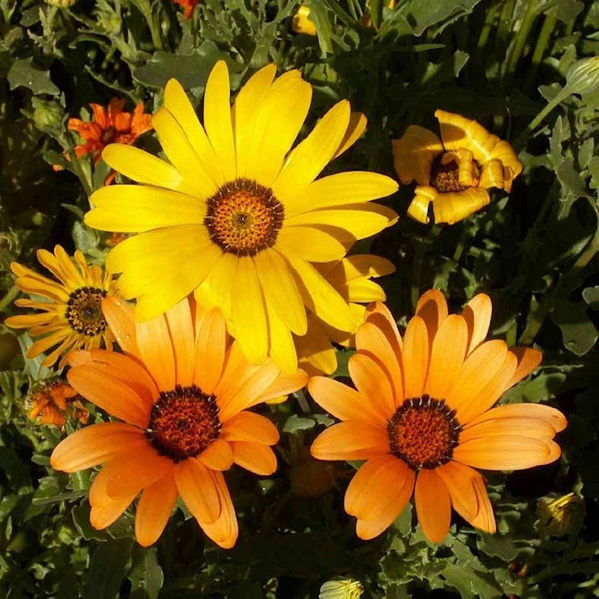 African Daisy Wildflower Seeds 1/4 Lb - Non-GMO Osteospermum spp. for Vibrant Gardens
