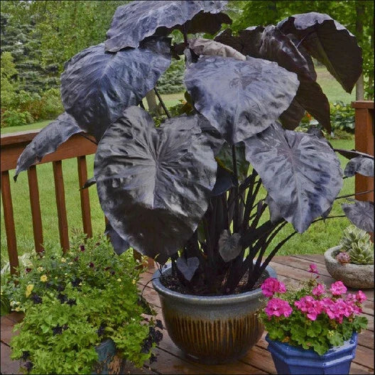 Black Coral Colocasia Plant – Large 1-Gallon Elephant Ear, Dark Foliage, Colocasia esculenta for Garden & Indoor Use