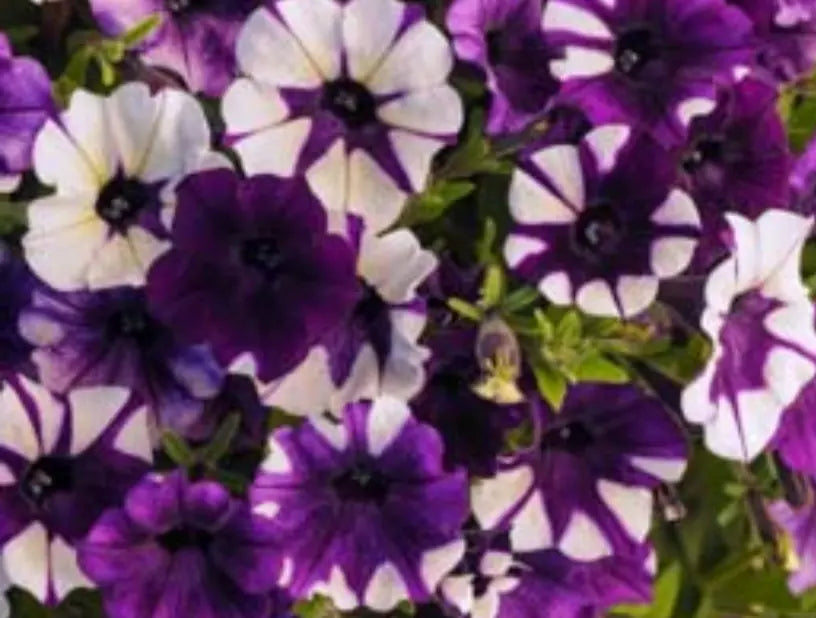 Petunia Plugs 10 Pack Shock Wave Purple Tie Dye Annual Live Plants for Garden, Container, Border, Petunia × hybrida