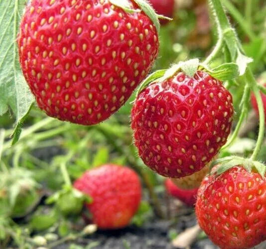 Organic Everbearing Strawberry Seeds - 50 Fragaria Seeds for Home Garden