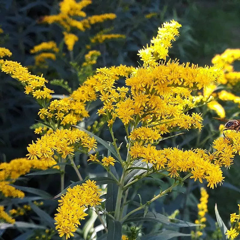 Old Field Goldenrod Seeds – Native Wildflower for Pollinator Gardens – Solidago nemoralis – 50 Seeds