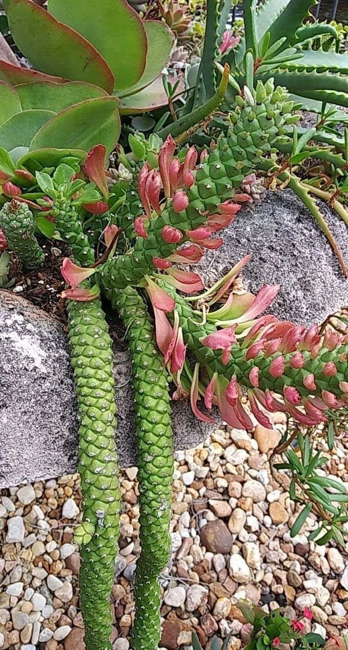 Euphorbia Monadenium Stapeloides Guentheri Succulent Plant - Medusa Variety, Indoor/Outdoor DÃ©cor, Unique Tentacle Texture