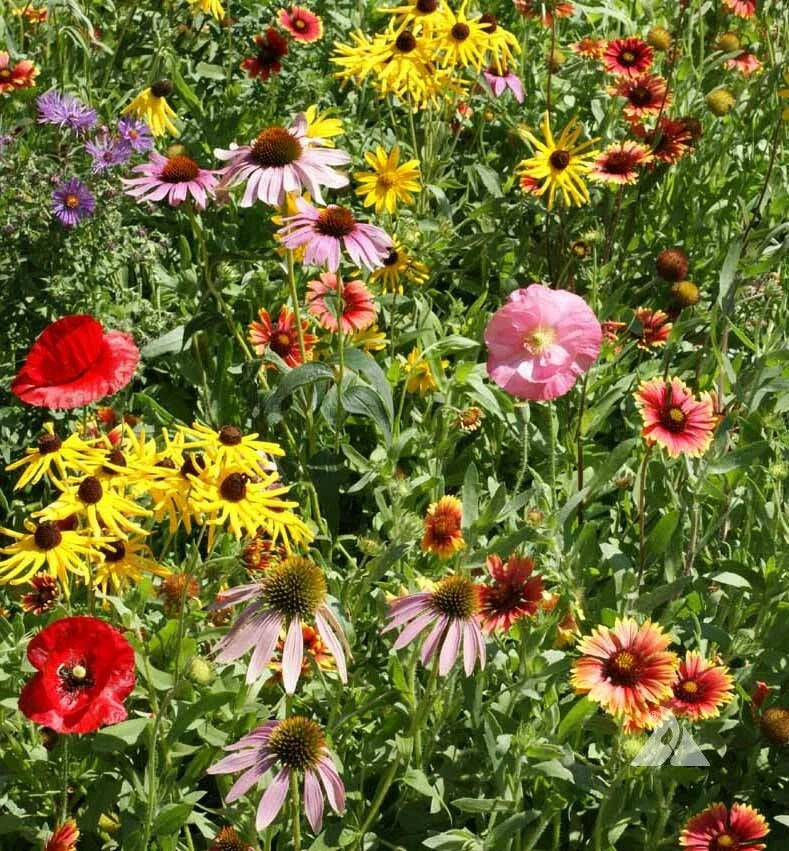Wildflower Seed Mix for Pollinators, Native Bees, Non-GMO Seeds, 1000 Pack, Supports Biodiversity, Garden & Meadow Planting