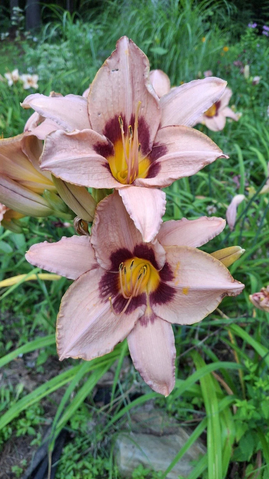 Daylily Starter Plant Bareroot - Hemerocallis 'Classic Caper' Perennial Flowering Plant for Garden Landscape