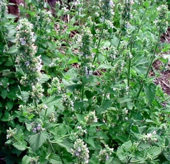 Organic Catnip Seeds Pack of 200++ Nepeta cataria Herb for Cats, Non-GMO, Easy to Grow