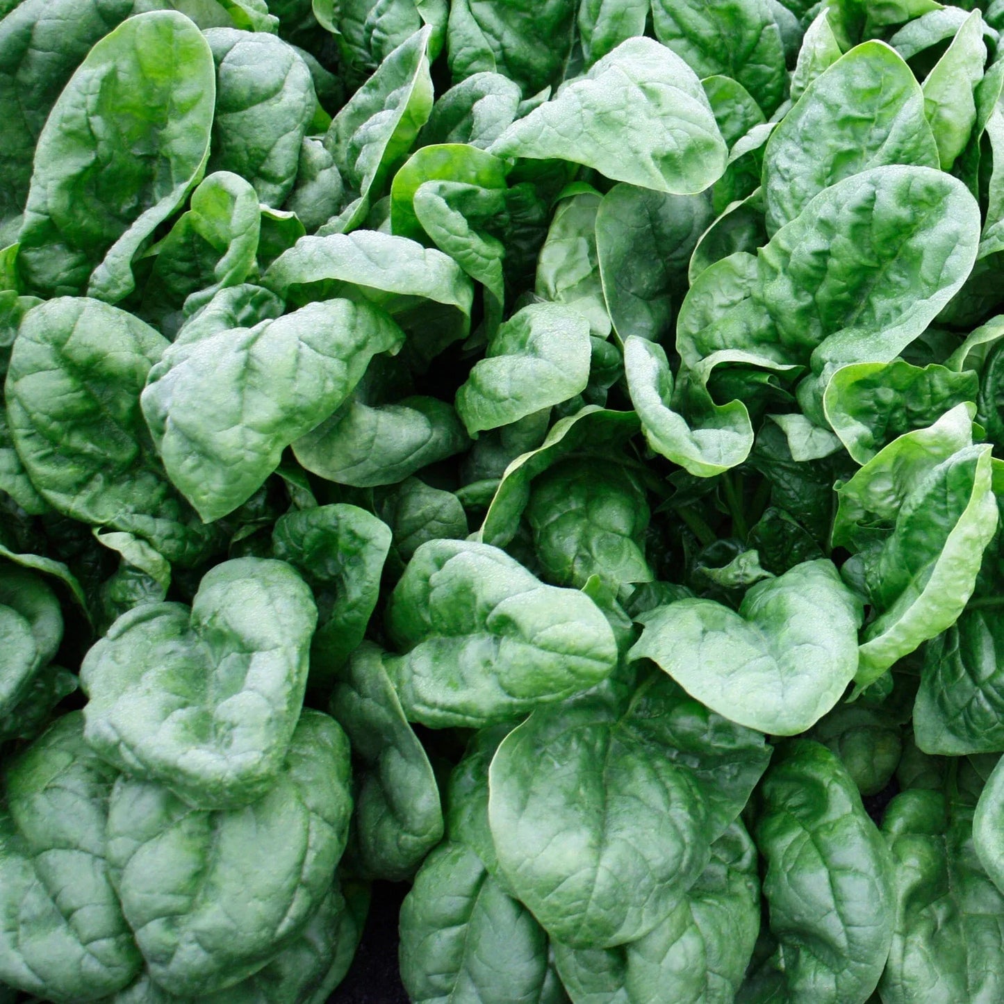 Olympia Spinach Seeds NON-GMO | Organic Spinacia oleracea Vegetable Seeds
