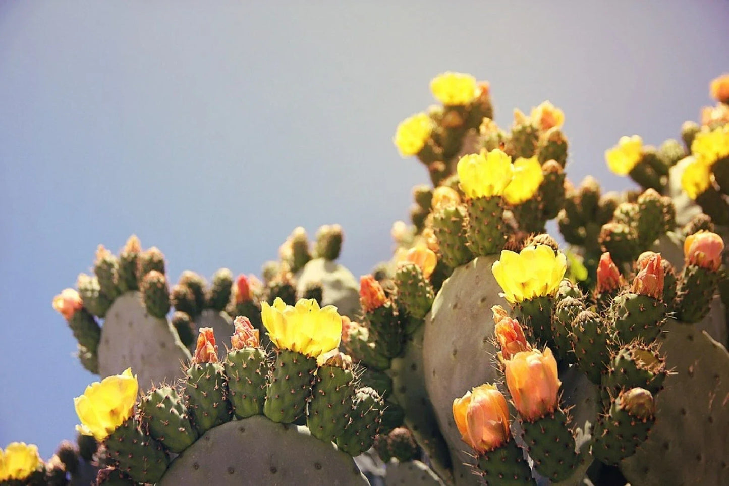 Marblefruit Cactus Seeds Organic Edible Opuntia strigil 20 Seeds for Gardens & Containers