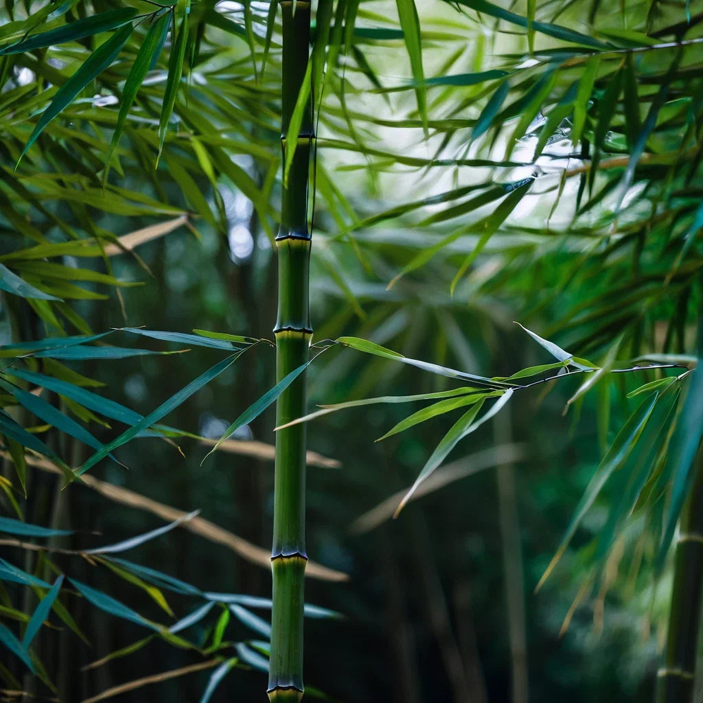 Bamboo Seeds 50 Pack for Privacy Screen Clumping Garden Plant Bambusa spp.