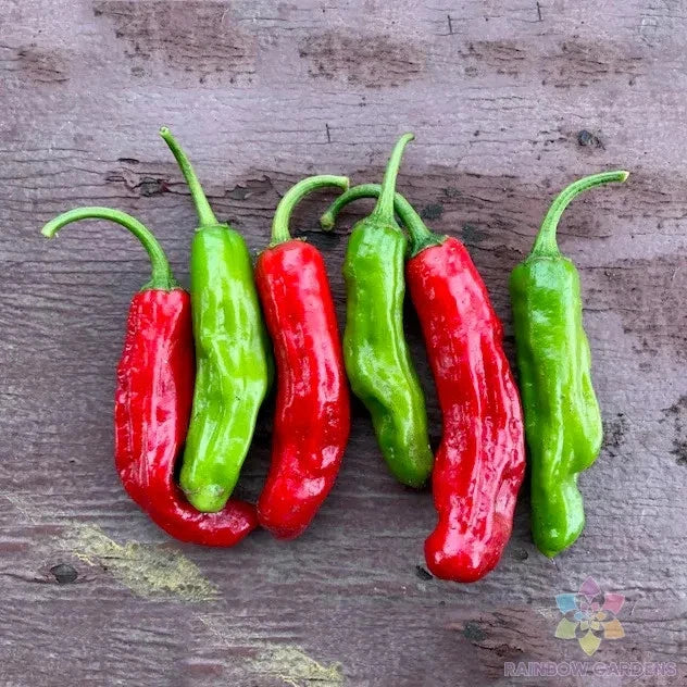 Shishito Hot Pepper Seeds – 25+ Non-GMO Capsicum annuum for Garden, Container, or Outdoor Planting