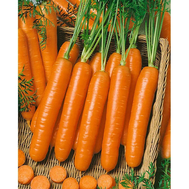 Carrot Seeds Little Fingers Variety - Daucus carota - Non-GMO, High Germination