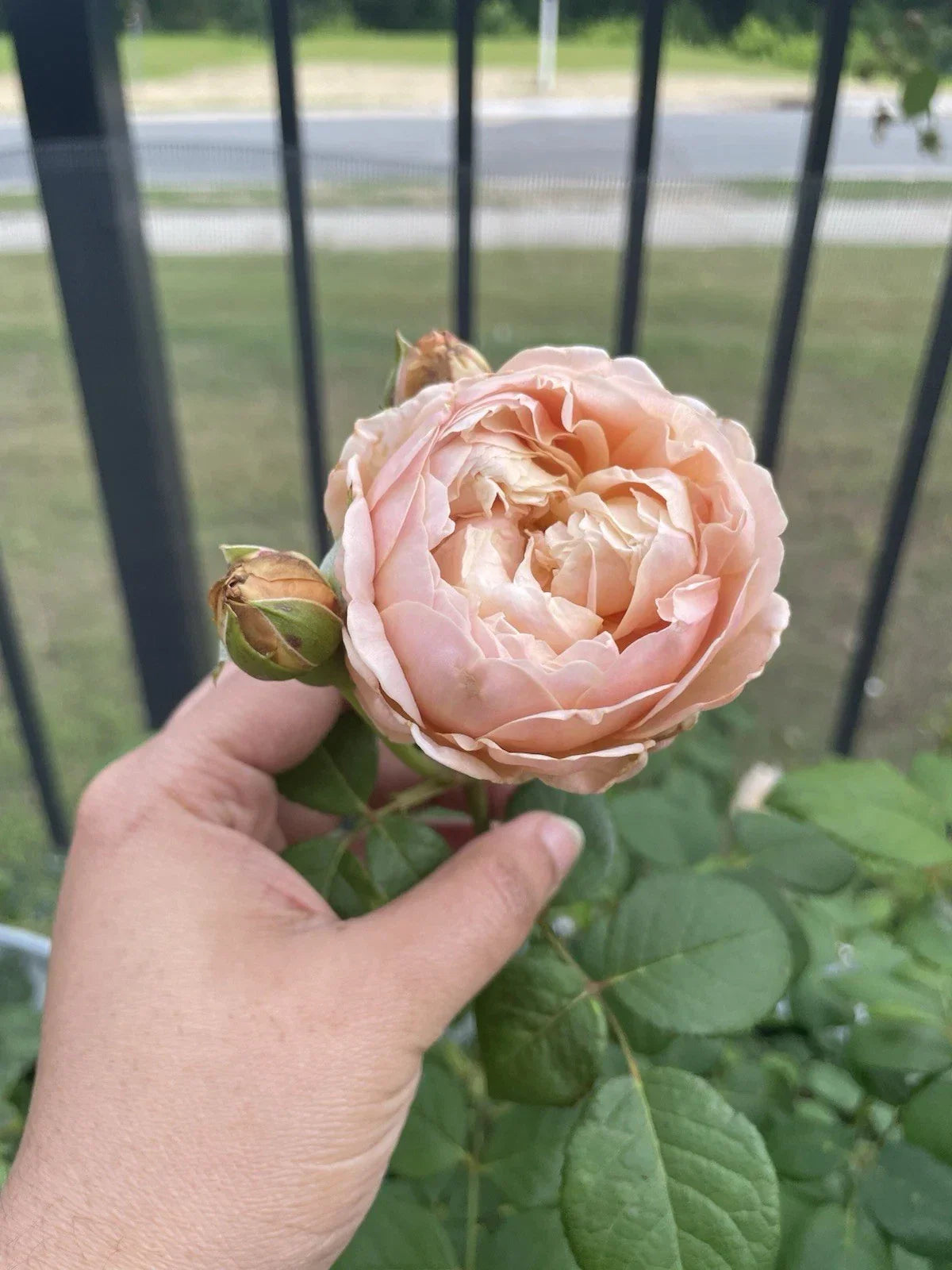 Auspeet Rose Plant Unrooted Cuttings - 3 Fresh 6" Cuttings for Propagation | Rosa spp.