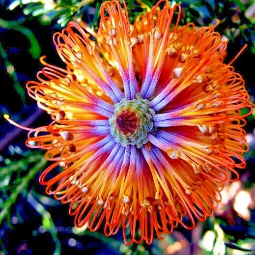 Banksia ericifolia "Little Eric" Tree Seeds – Rare Lantern Fireworks Flowering Shrubs for Drought Tolerance