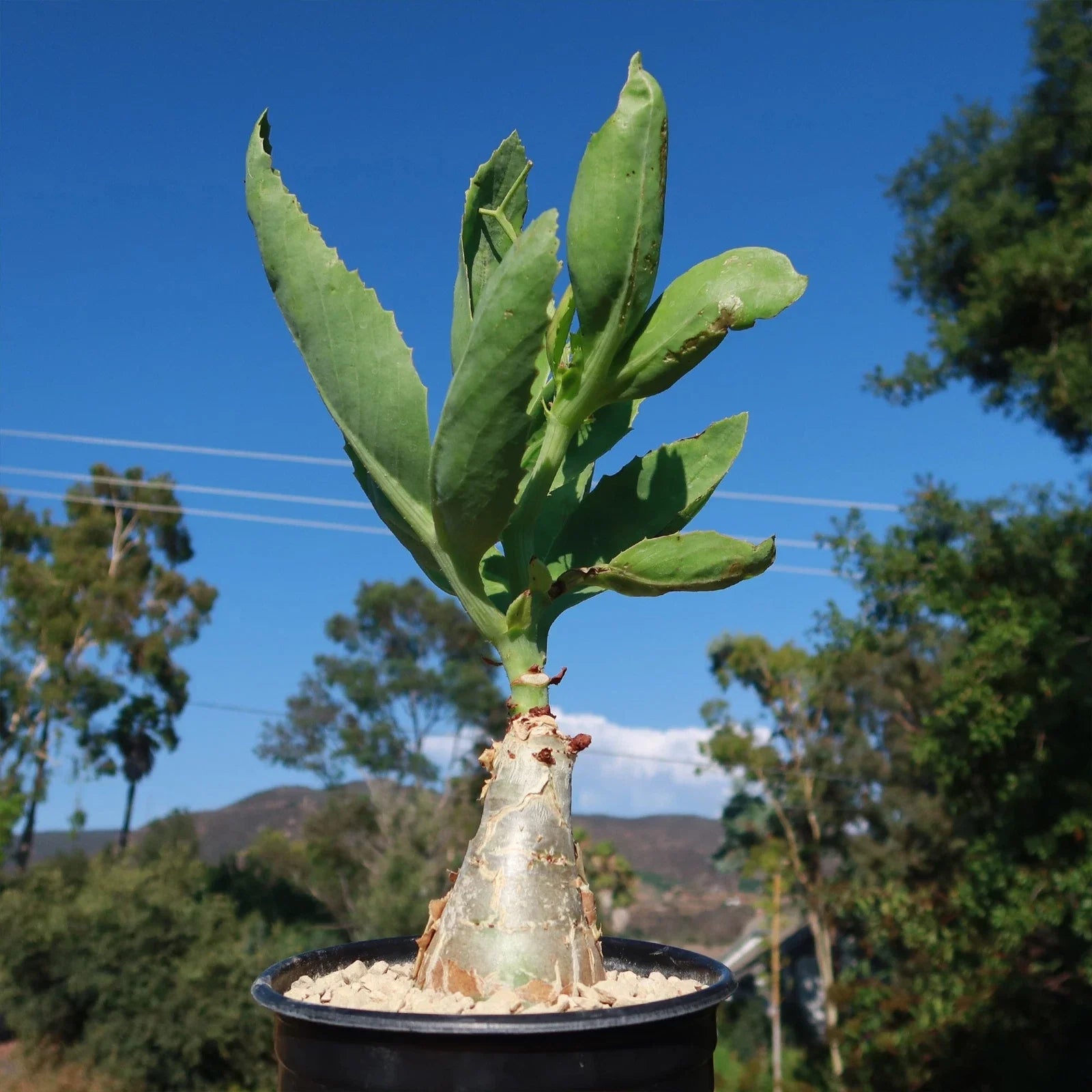 Cyphostemma juttae Succulent Plant | Live Green Indoor or Outdoor Decor | Unique Exotic Foliage