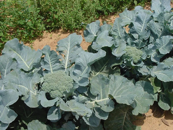 Giant Russian Broccoli Seeds - 100 Pack, High Yield Brassica oleracea var. italica, Nutritious Vegetable for Home Gardens