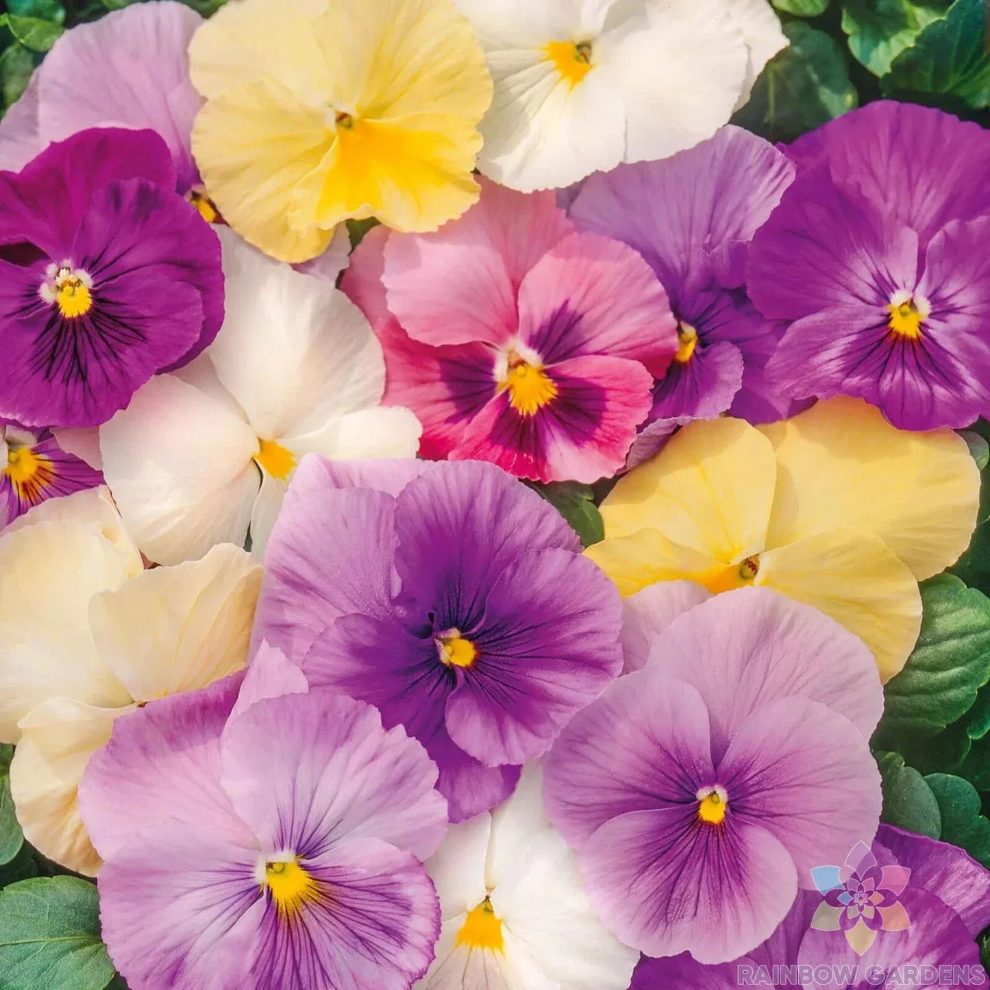 Pastel Mix Pansy Seeds Viola tricolor Garden Bedding Annual 200+ Seeds for Containers & Borders