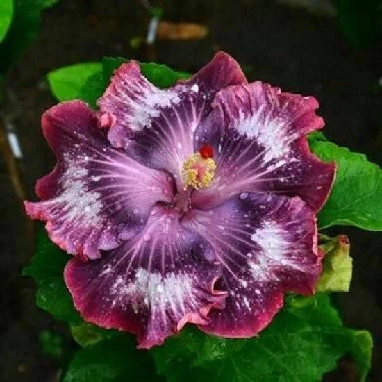 Hibiscus Seeds - 20 Silver Pink Purple Perennial Flower Seeds - Hibiscus rosa-sinensis for Garden, Borders, Containers