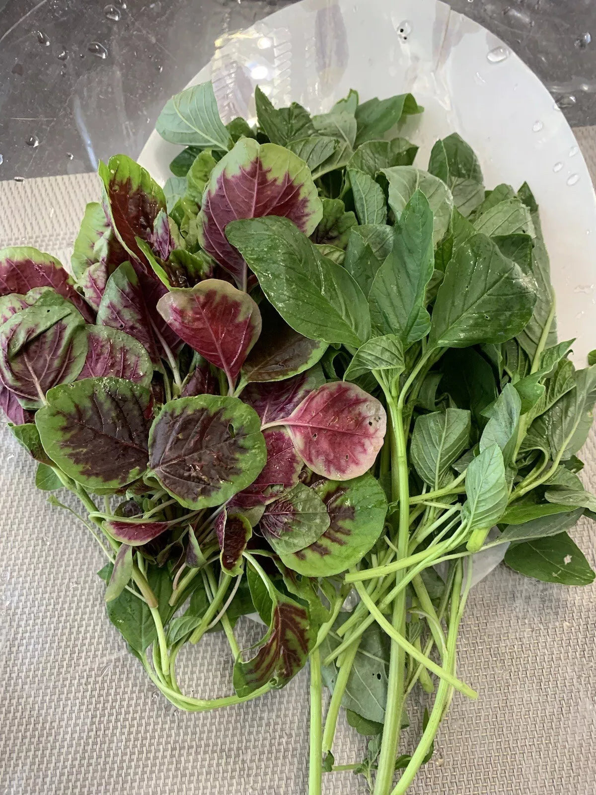 Amaranth Seeds 1000+ Mix - Green and Red Stripe, NON-GMO, Edible Amaranthus spp.