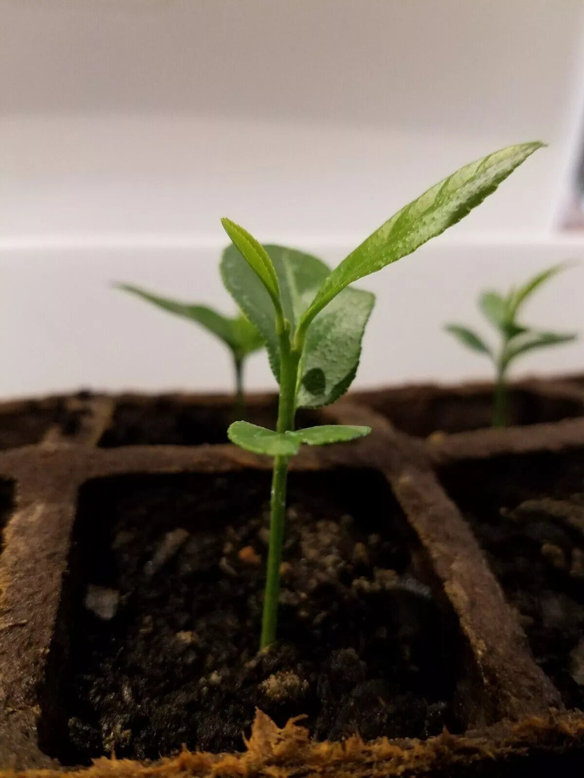 Organic Meyer Lemon Tree Starter Plant 3"-6" Citrus × meyeri Indoor Outdoor