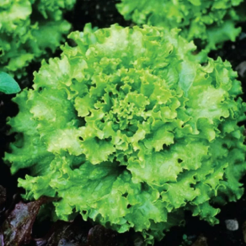 Grand Rapids Lettuce Seeds - 600+ Non-GMO Seeds - Lactuca sativa - USA Seller