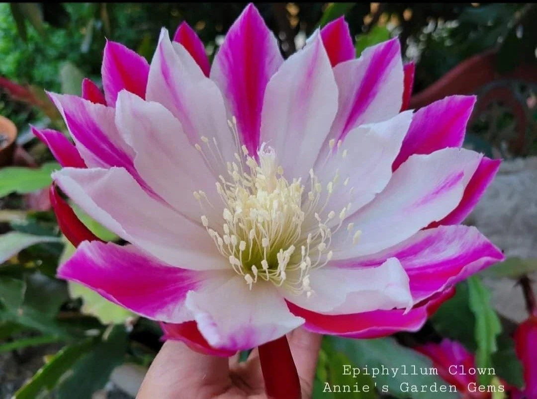Epiphyllum Clown Unrooted Cuttings – Orchid Cactus, 8-10 Inches, Epiphyllum oxypetalum, Propagation Plant