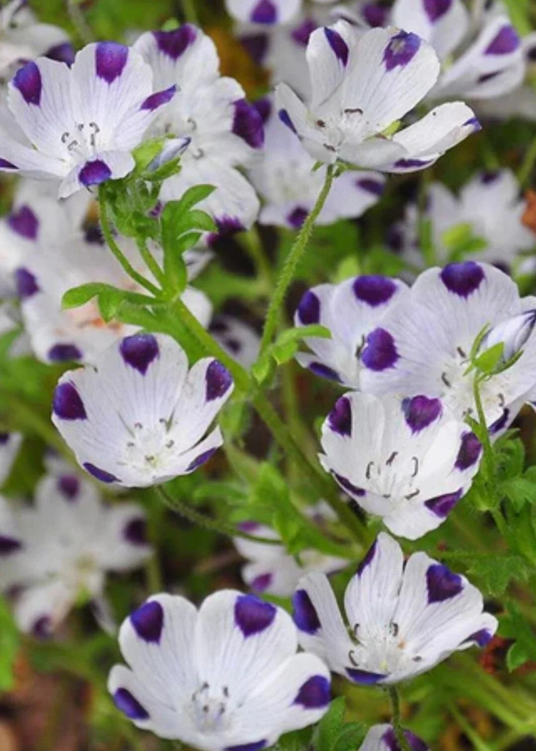 Five Spot Flower Seeds - 100+ Organic Nemophila Menziesii Blue & White Spotted Annuals for Garden, Borders, Containers