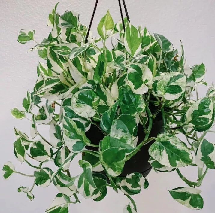 N Joy Pothos Cuttings 4-6 Inches Epipremnum aureum Indoor Plant Propagation Supplies