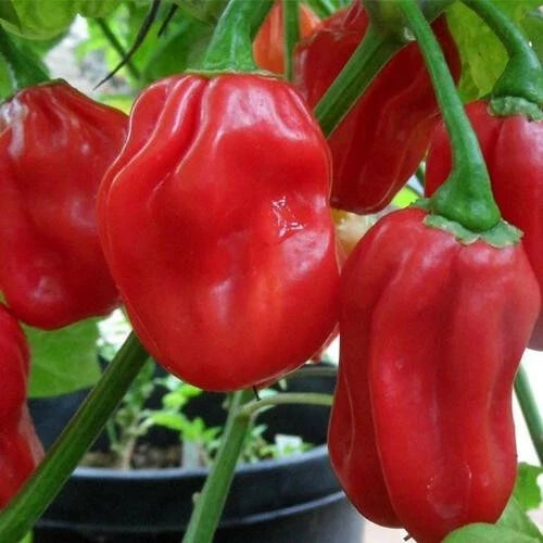 Red Habanero Pepper Seeds – Heirloom Non-GMO Capsicum chinense for Spicy Garden, Salsa & Sauce Cultivation, Pack of 20 Seeds