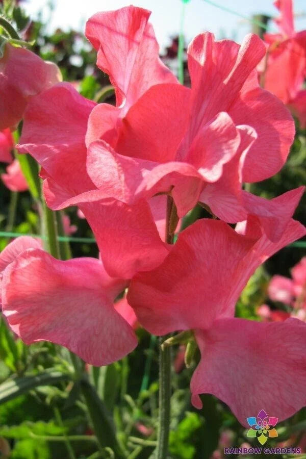 Joan Elizabeth Sweet Pea Seeds - Pack of 50+ Fragrant Garden Flowers - Lathyrus odoratus - Climbing Vine, Pastel Colors, USA Free Shipping