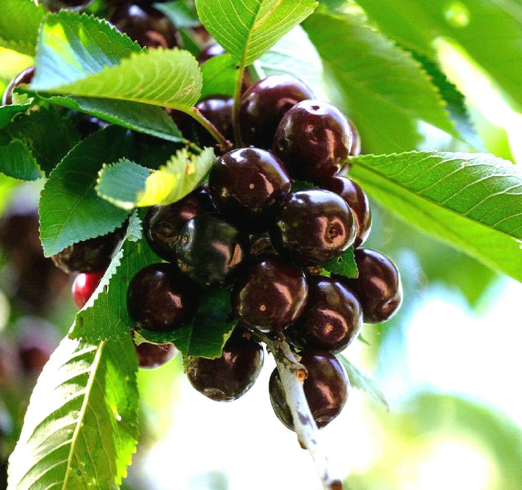 Black Cherry Seeds - 20 Pack for Prunus serotina Native Tree with Edible Fruit, Wildlife Attractant, Garden or Landscape Plant