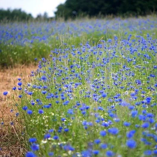 Cornflower Seeds - Tall Blue Heirloom Bachelor Button - Non-GMO 400 Seeds - AAS Winner