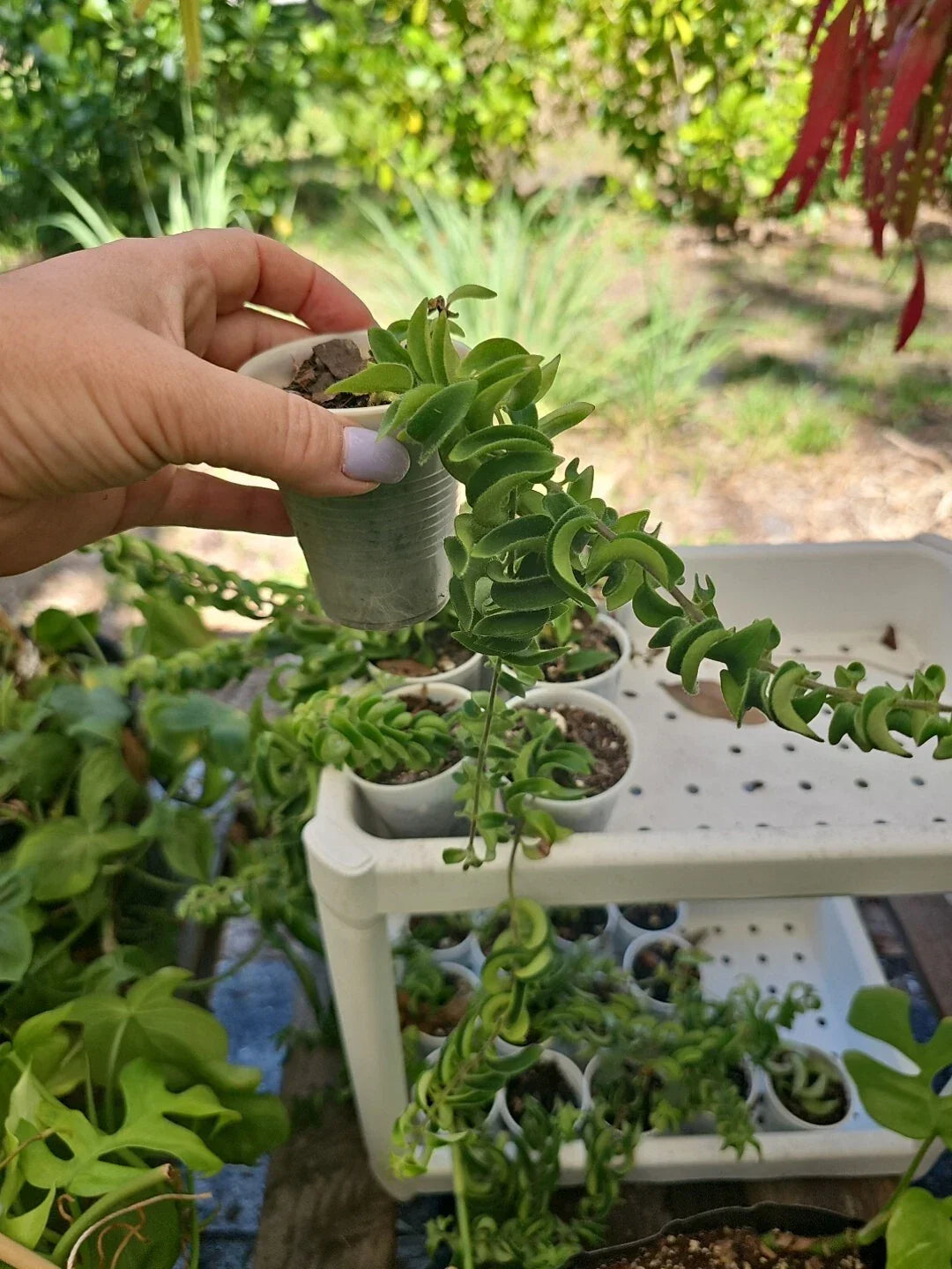 Aeschynanthus Twisted Rasta Lipstick Plant Rooted 2.5" Pot - Indoor Trailing Houseplant