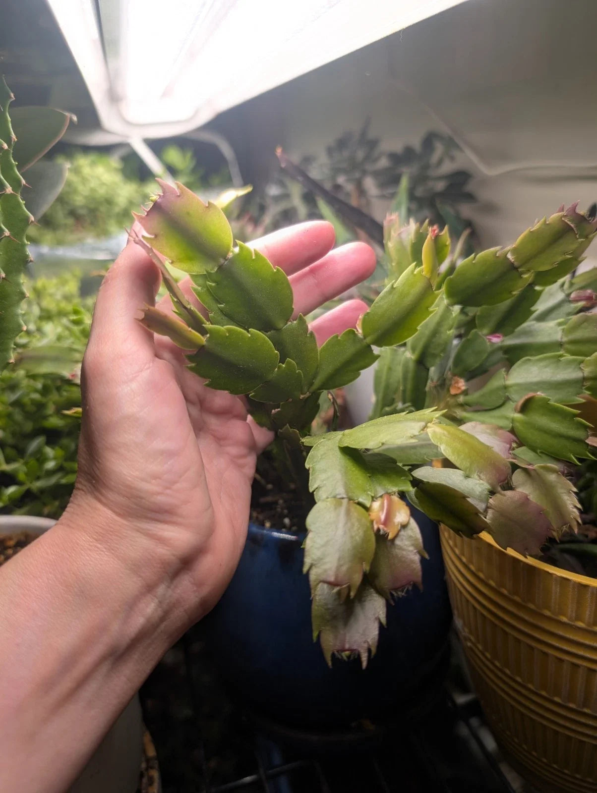 Live Thanksgiving/Christmas Cactus Plant with Rooted Branches – Schlumbergera spp. Holiday Gift Indoor Plant