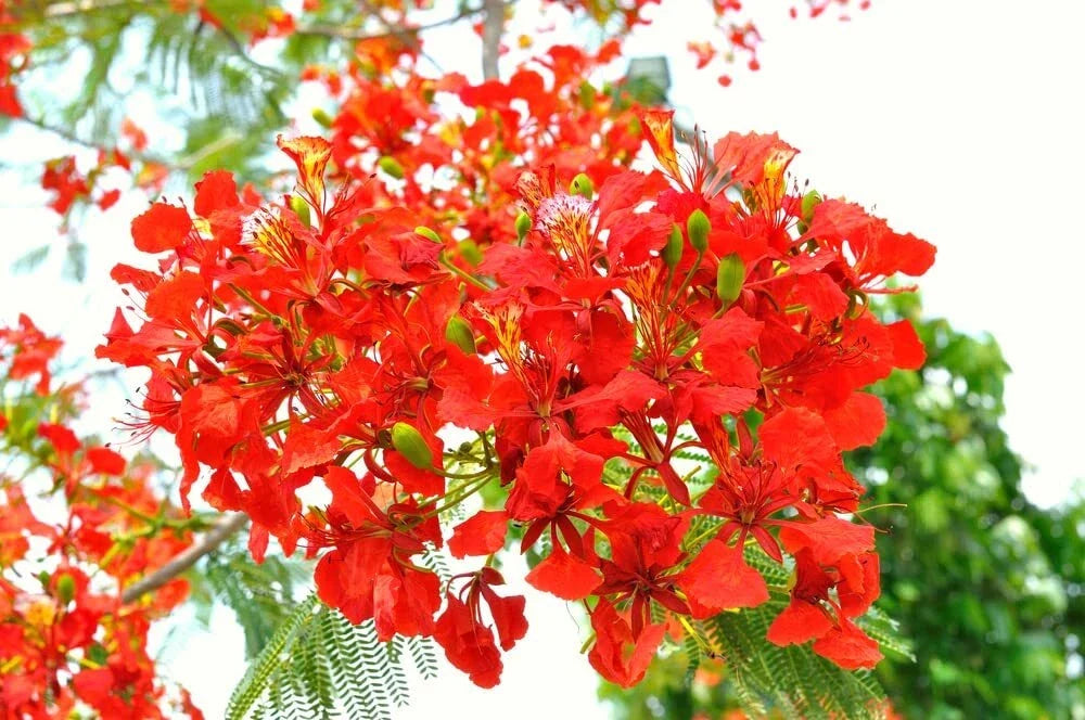 Royal Poinciana Seeds, Flamboyant Flame Tree, Delonix regia, Tropical Garden Plant, 50 Seeds