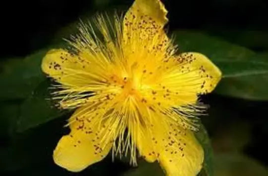 St. John's Wort Seeds - Organic Medicinal Herb, Hypericum Perforatum, 100 Seeds, Drought-Tolerant, Full Sun, Pollinator-Friendly