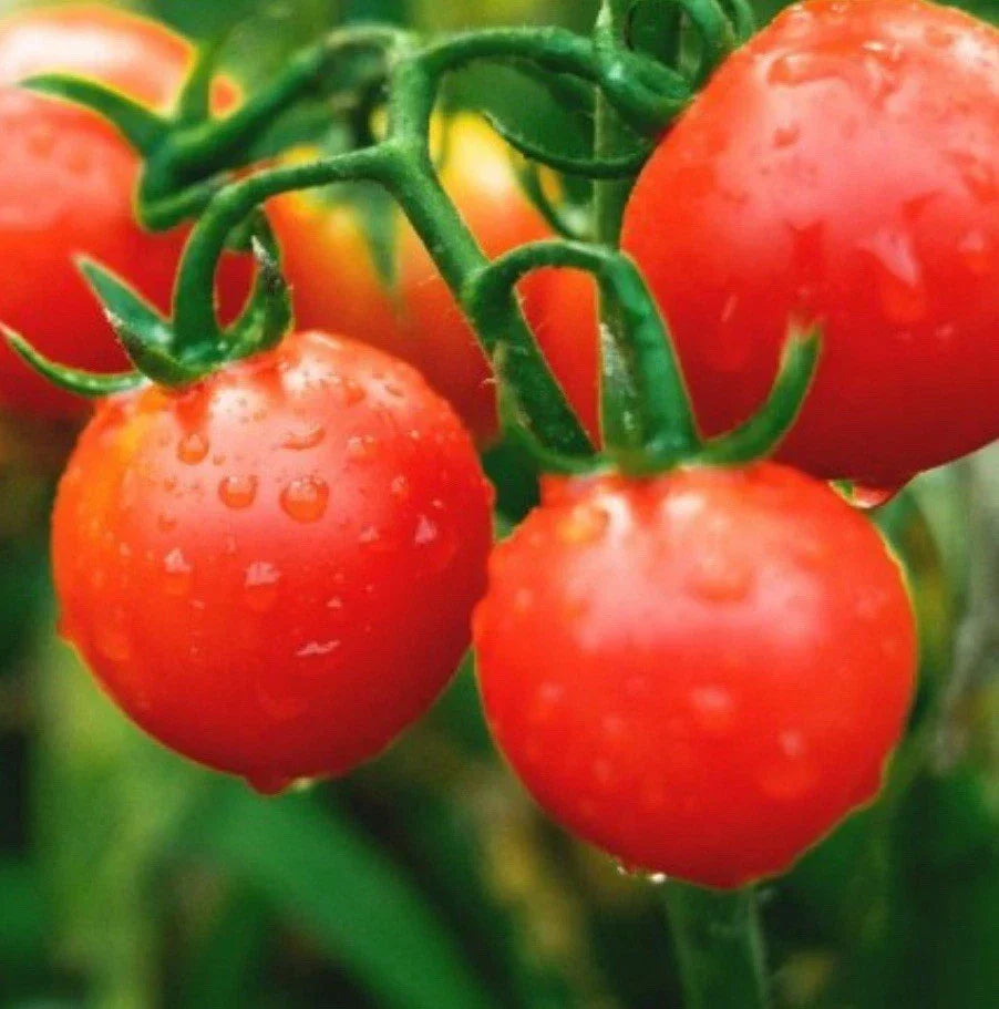 Super Sweet Cherry Tomato Seeds - 1000+ Heirloom Non-GMO Seeds for Home Gardening