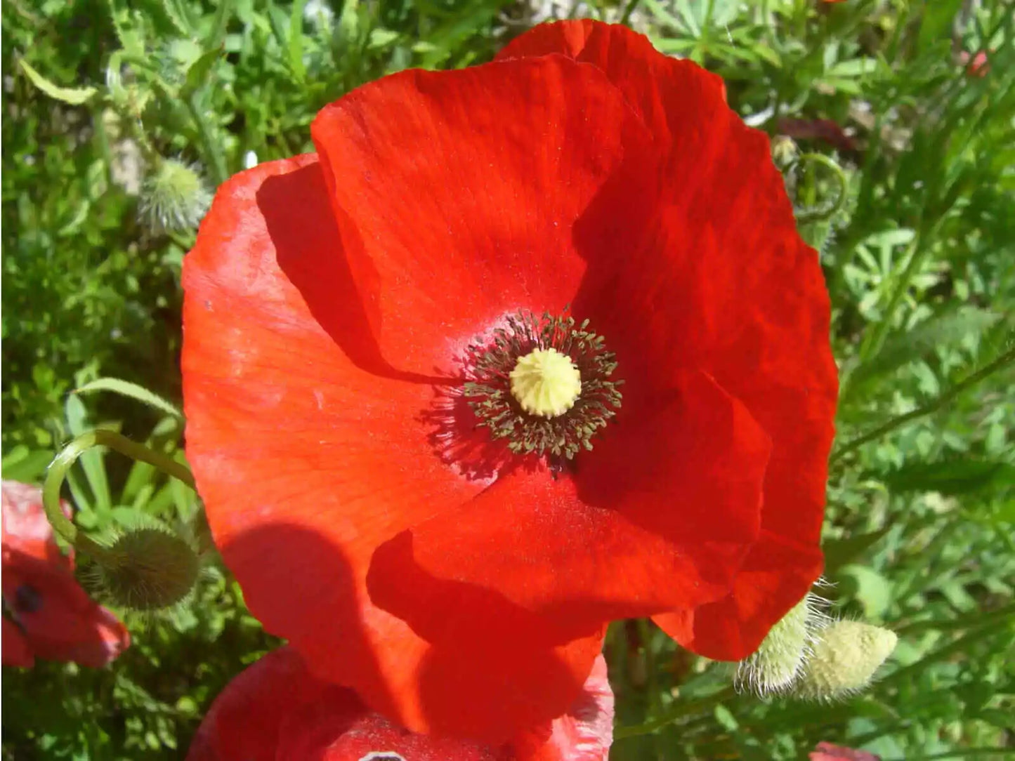 Red Poppy Seeds - 1000+ Corn Red Poppy Flower Seeds - Papaver rhoeas Perennial - USA Seller