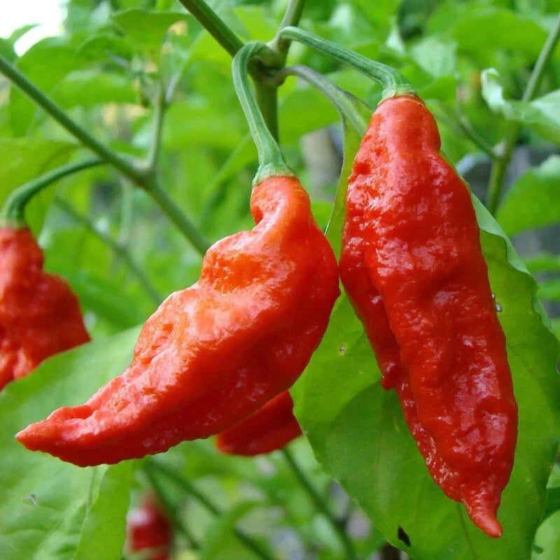 Ghost Pepper Seeds | 50+ Bhut Jolokia | Super Hot Chili Pepper | Capsicum chinense | 1 Million+ Scoville
