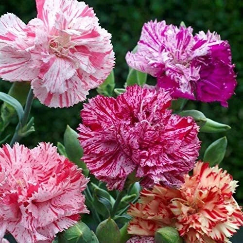 Double Picotee Mix Carnation Seeds - Non-GMO Dianthus caryophyllus Flower Seeds for Garden Planting