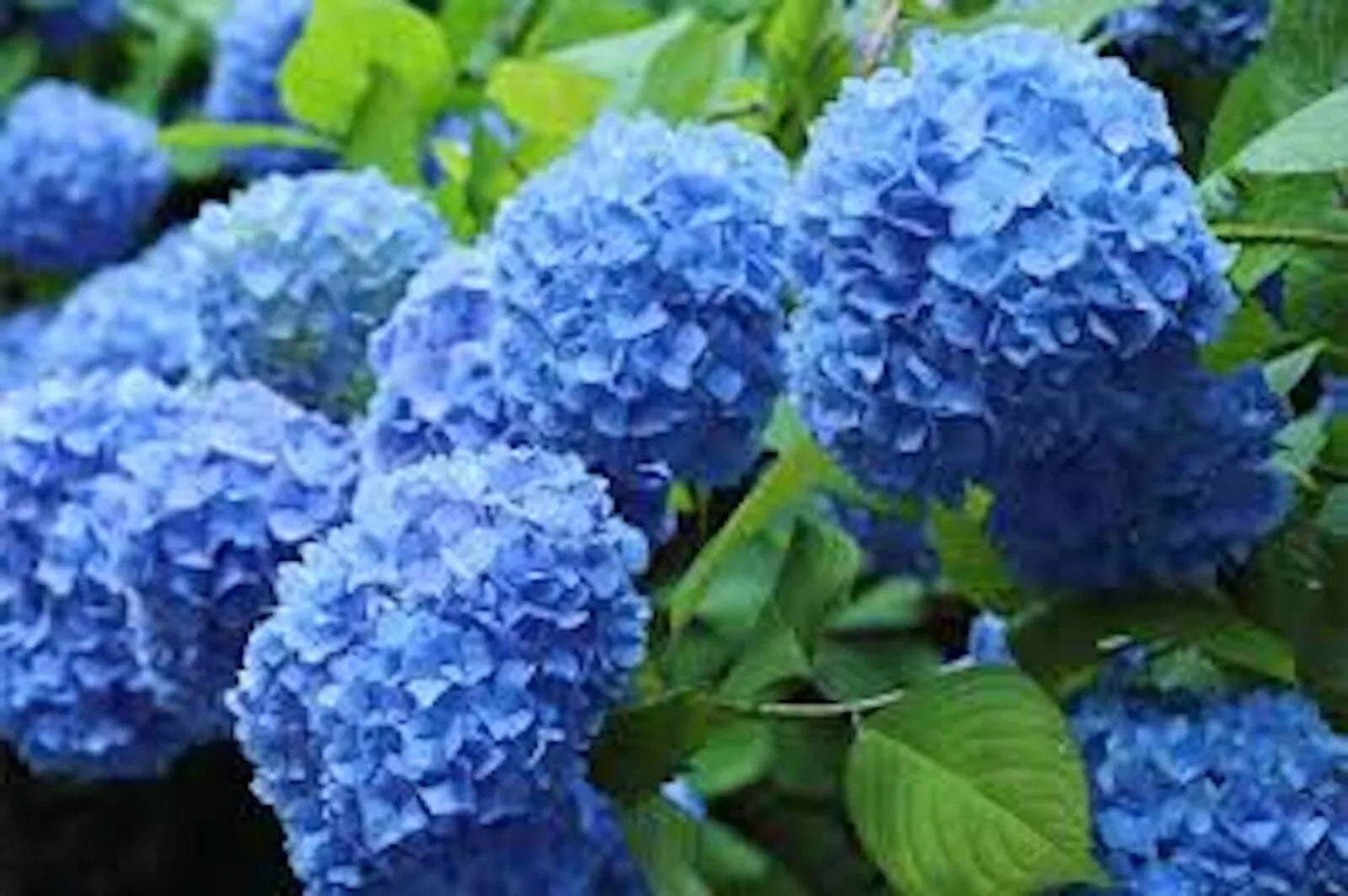 Blue Hydrangea Bushes 5 Pack - Hydrangea macrophylla Old Fashioned Variety with Vibrant Blue Flowers for Garden Landscaping