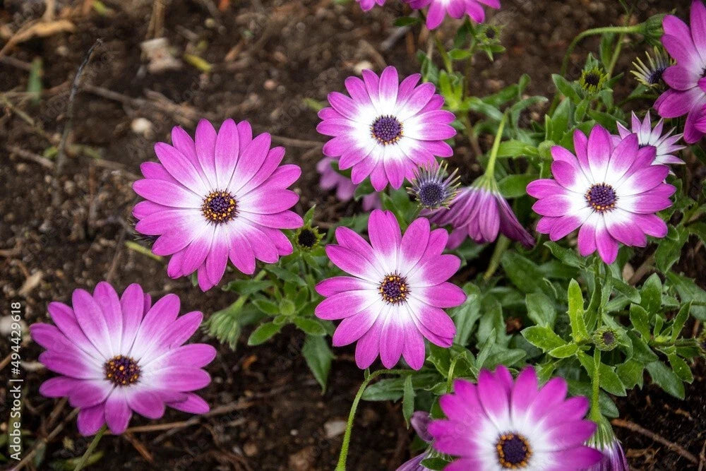 Cape Daisy Seeds - Pack of 200+ White & Pink Osteospermum Flower Seeds for Garden Planting