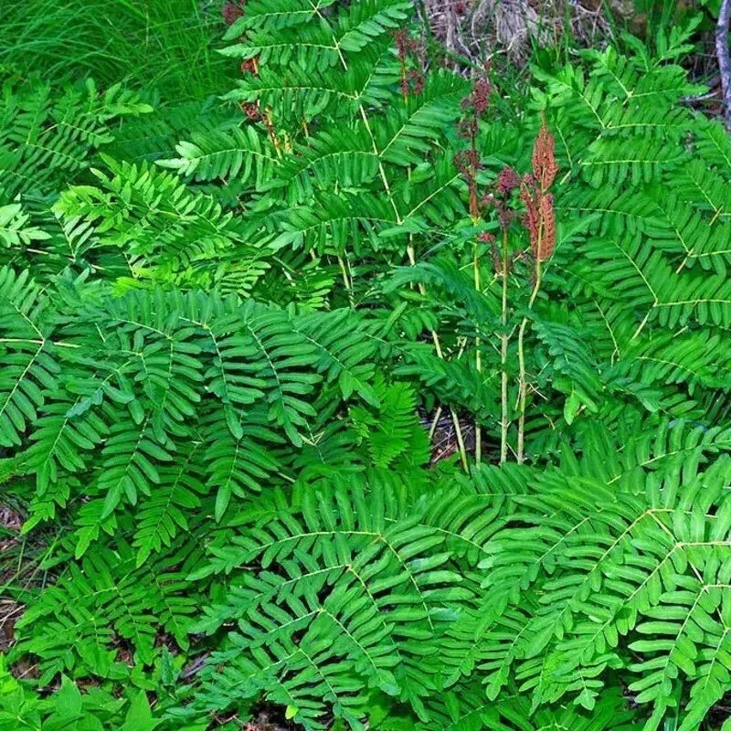 Royal Fern Seeds - Osmunda regalis - Lush Green Foliage - Hardy Perennial Fern for Shade & Moist Soil