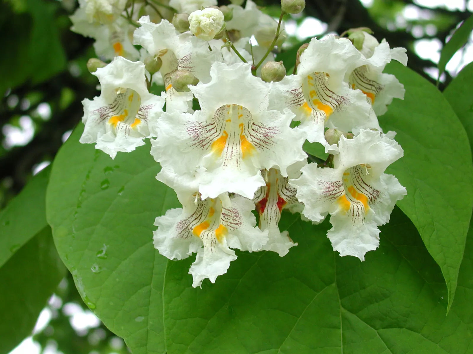 Northern Catalpa Tree Seeds - 50+ Catalpa speciosa Seeds for Landscaping & Gardens - Fast-Growing Ornamental Tree