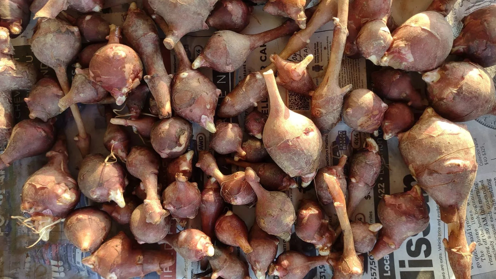 Jerusalem Artichoke Tubers 5 Medium Red Organic Helianthus tuberosus for Planting, Culinary, and Garden Use