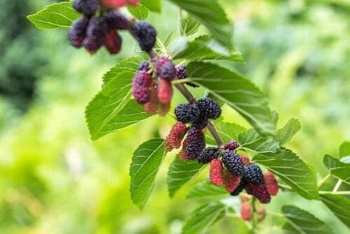 Dwarf Everbearing Mulberry Plant - 4" Pot, Morus alba, Fast-Growing Fruit Tree for Wildlife & Edible Berries