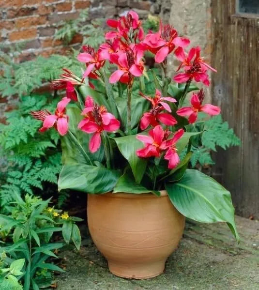 Canna Lily Bulbs Value Bag – Pink & Yellow Flowers – Canna indica – Easy-to-Grow Tropical Ornamental Bulbs