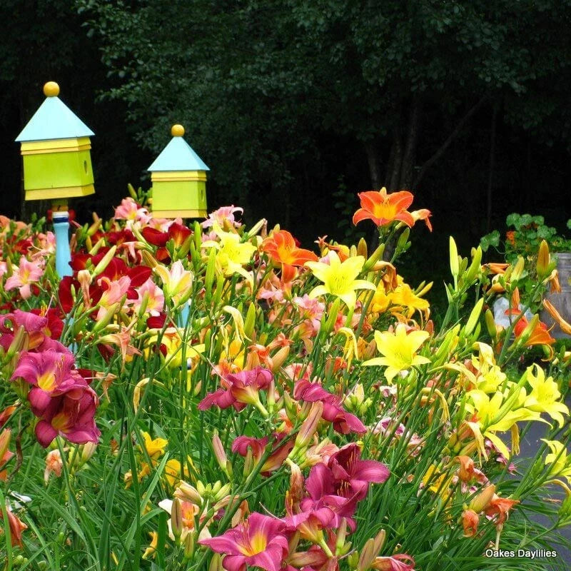 Mixed Color Daylily Live Starter Plants Set of 2 - Hemerocallis Bare Root Perennial Garden Flowers