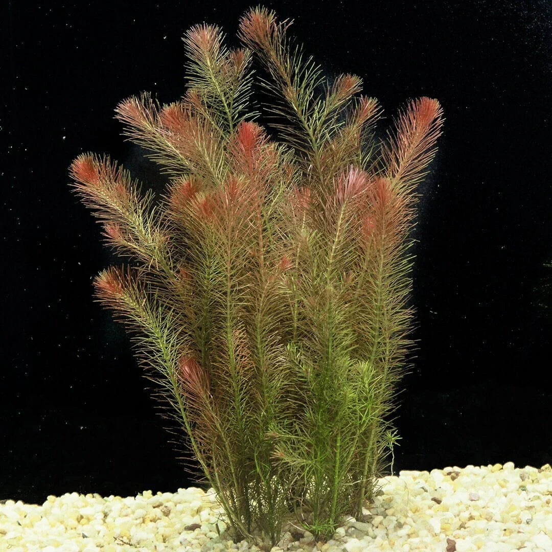 Rotala Wallichii 7 Stems - Whorly Rotala Aquatic Plant for Freshwater Aquariums