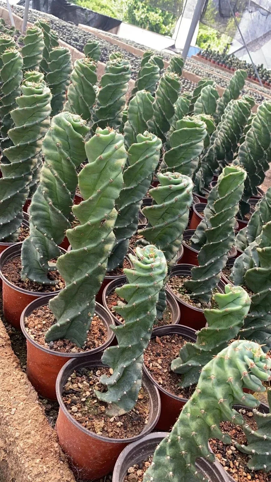 Cereus Forbesii Spiral Cactus Live Plant - Unique Indoor Succulent - Drought-Tolerant, Low Maintenance, Home Decor
