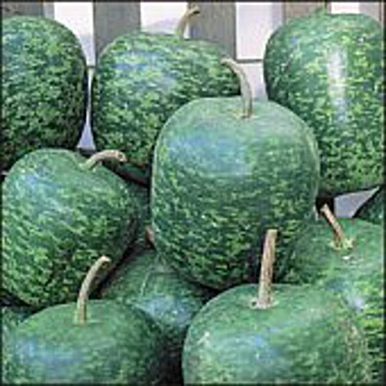 Apple Gourd Seeds – Large, Non-GMO Vegetable & Decorative Fruit Seeds, Cucurbita pepo, 20+ Seeds